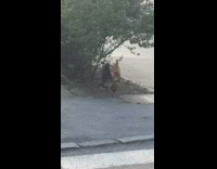 Rooster Walks on Sidewalk 