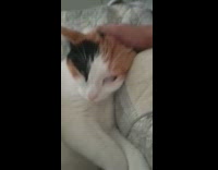 Pet cat gets a back of the head scratch with eyes slightly open