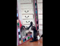 Monkey trying to play with itself in mirror 