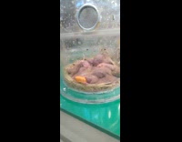 Naked mole baby rats inside glass container