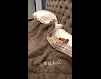 Small dog tucked under grey blanket bed 