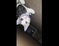 Kitten hide under wooden table at night, 
