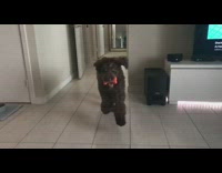 brown dog running in slow motion and running into camera 