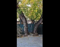 Two black squirrel chase together on tree
