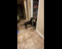 Two dogs lick peanut butter on spoon