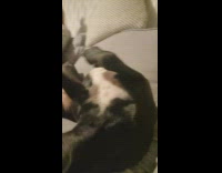 Dog burp laugh in front of owner