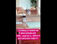 Cat pushes tub of cream off coutner