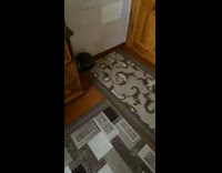 Grey cat runs backwards away from spray 