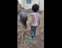 Toddler Plays with White Cow on Farm
