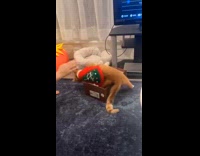 Cat fails to lay inside shoe box