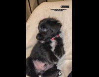 Collab BitchMP - Little dog puppy hitting the woah