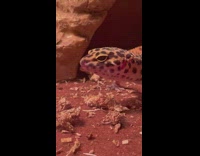 Leopard gecko yawn open mouth in cage