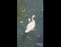 Collab BitchMP - Baby white swan swimming backwards with mom 