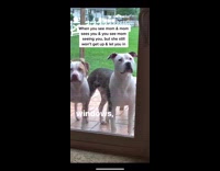 Dogs standing outside look in house through door 