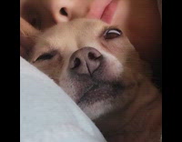 Dog sees video tries not to sleep