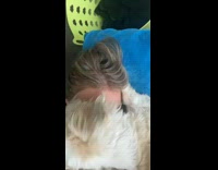 Small white dog lays on face girl 