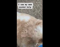 Dog holds poop bag for owner