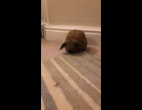 Brown bunny roll over rug eat grass