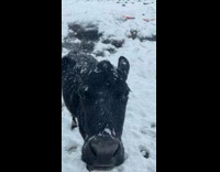 Collab PubityPets - Snow-Covered Black Cow Checks Mans Camera