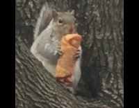 Collab Winy - Chubby Squirrel Eating Egg Roll