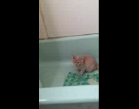 Kitten chase tail bump head in tub