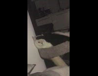 white cat angry at black cat hitting him