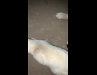 Guy picks up white cat and throws it over fence 