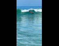 Collab Clips MPUGC - Man bodysurfing at the beach 