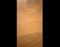 Submitter shows small red bug on table