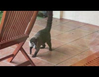 Guy looks out window at grey animal 