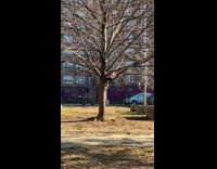 Collab Clips MPUGC - Mans dog climbs tree and chills 