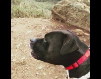 Black Pitbull Whimpers On Windy Trail