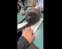 Cat lay on desk paper play with hand