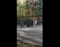 People dressed as star wars characters park