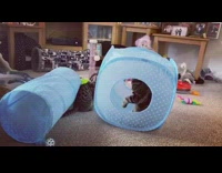 Grey kitten brown cat blue tunnel toy