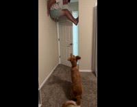 Collab Clips MPUGC - Dog barks at hooman lodged on wall 