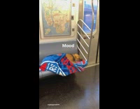 Large brown dog black collar sleeps subway 