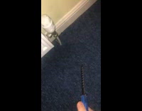 Terrified Man Stabs Spider with Butterfly Knife