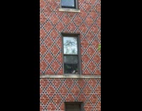 Pigeon inside the building peeks from window