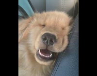 Brown dog sleeps dreams moves mouth teeth