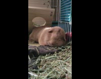 Brown bunny naps inside cage 
