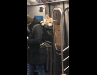 Man rides subway train with corgi dog inside backpack