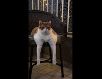 Cat laying arms over chair