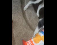 Dog got head stuck on chip bag