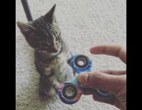 Kitten grab fidget spinner to stop it