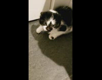 Collab BitchMP - Black white kitten corner scared