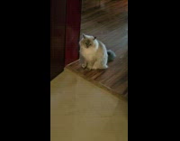 Kid Repeatedly Meows to Cat for Conversation