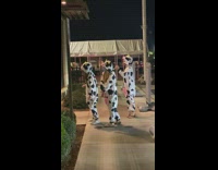 three girls cow costume dance night