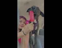Girl and dog eat popsicles in car