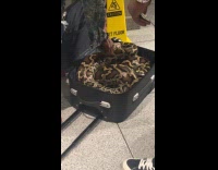 Huge snake on a carry on luggage